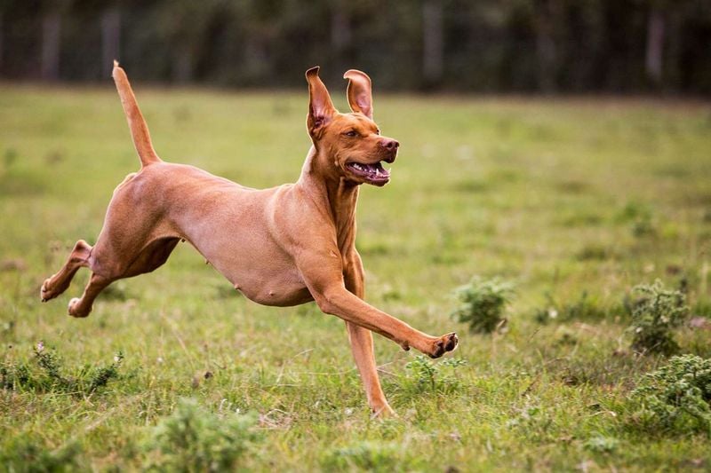 Pharaoh Hound