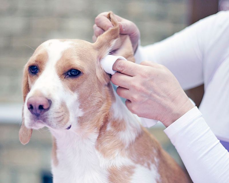 Neglecting Ear Cleaning