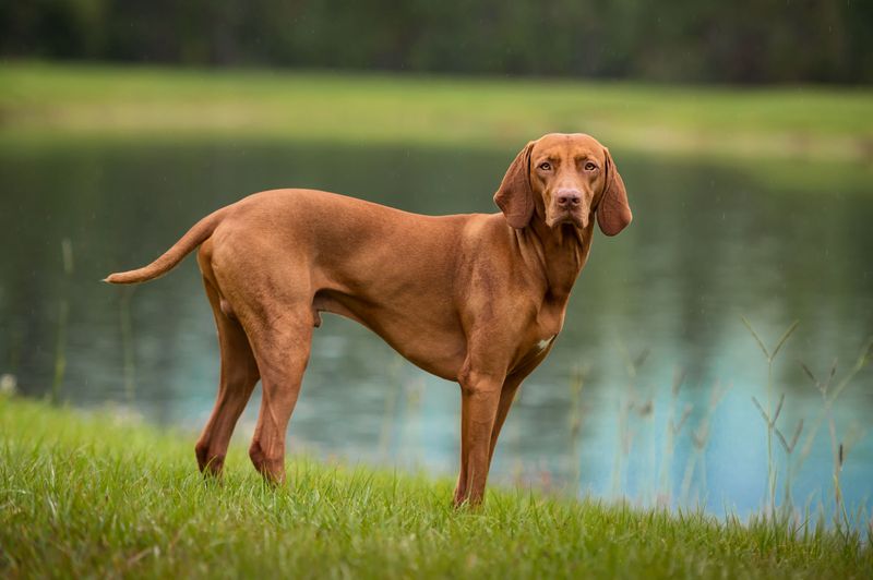 Vizsla (Stocky Lines)