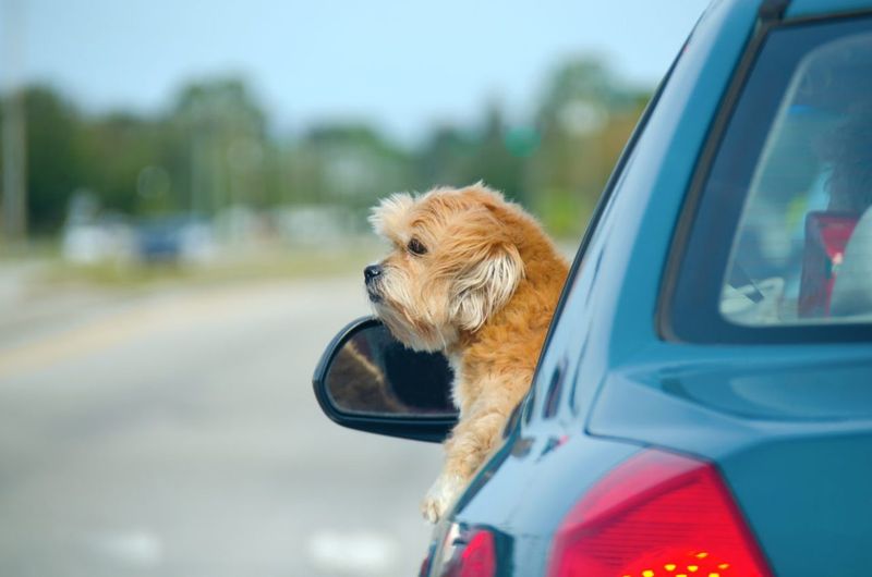 Lhasa Apso
