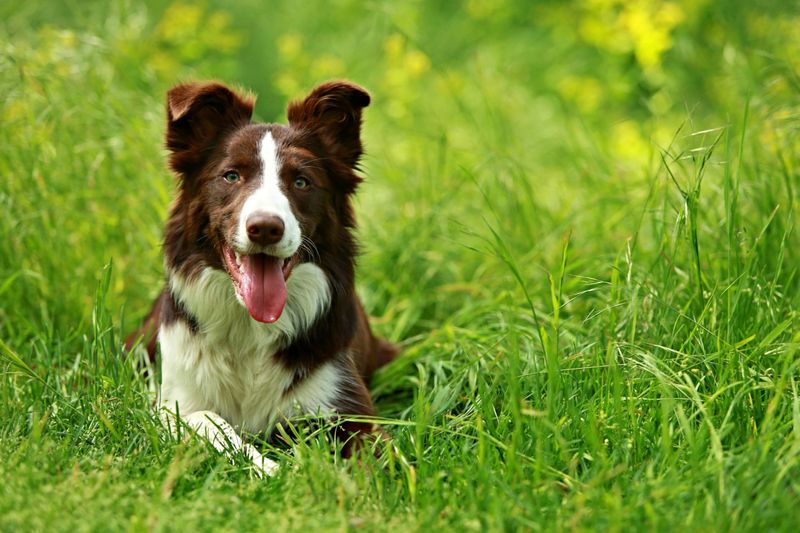 Border Collie: The Canine Einstein