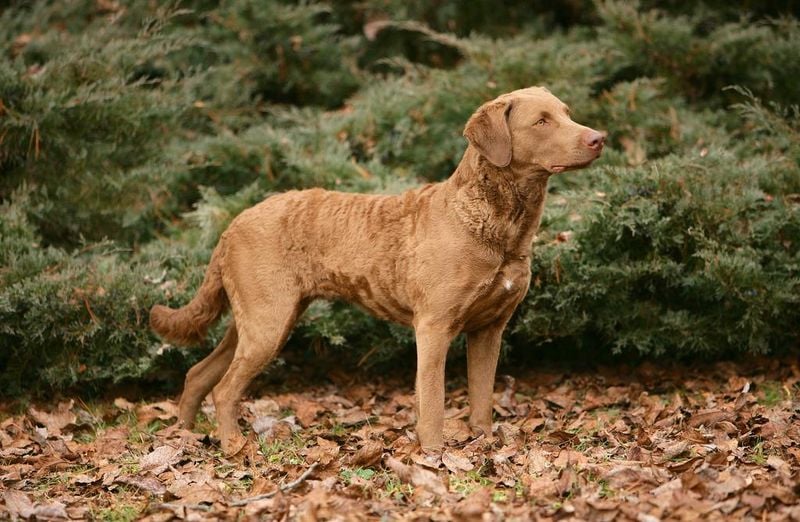 Chesapeake Bay Retriever: The Rugged Waterfowl Specialist