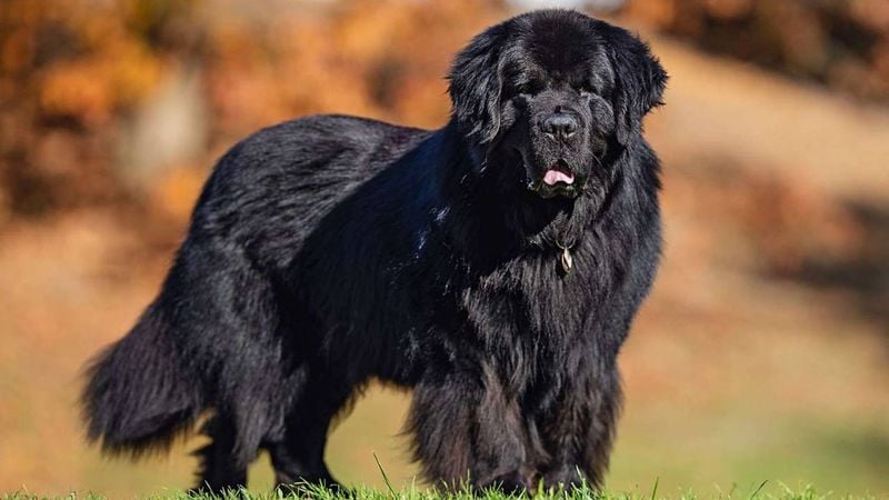 Newfoundlands: Water-Loving Nannies with Hearts of Gold