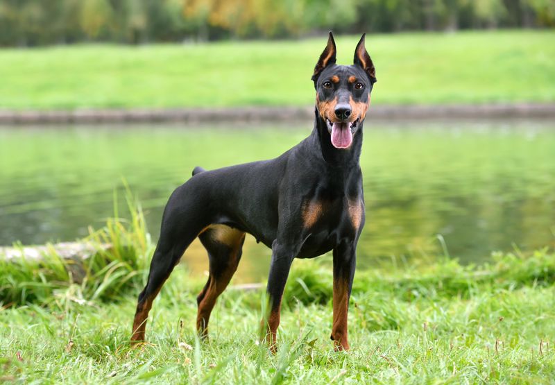 Doberman Pinscher: The Alert Security Guardian