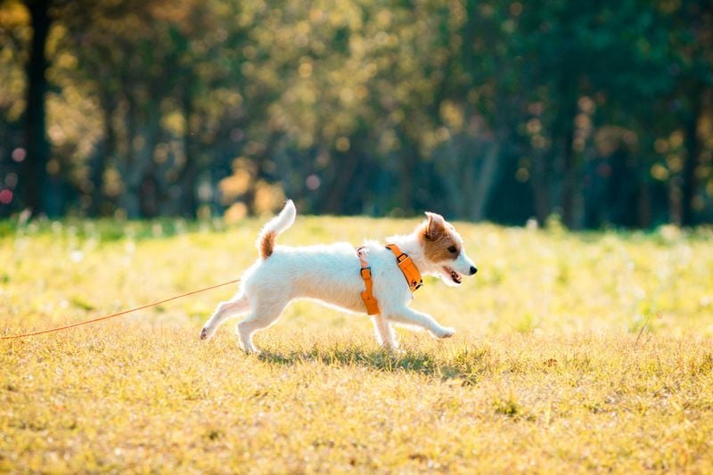 Jack Russell Terrier
