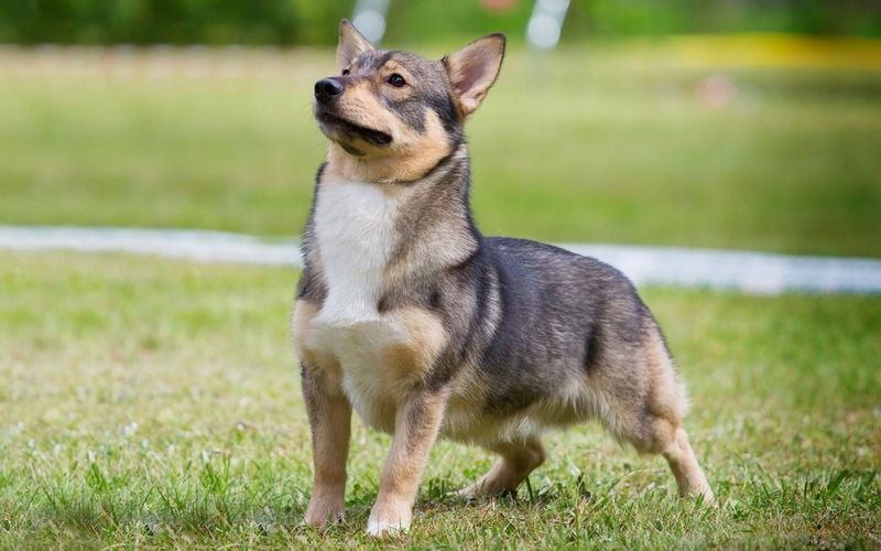 Norwegian Lundehund