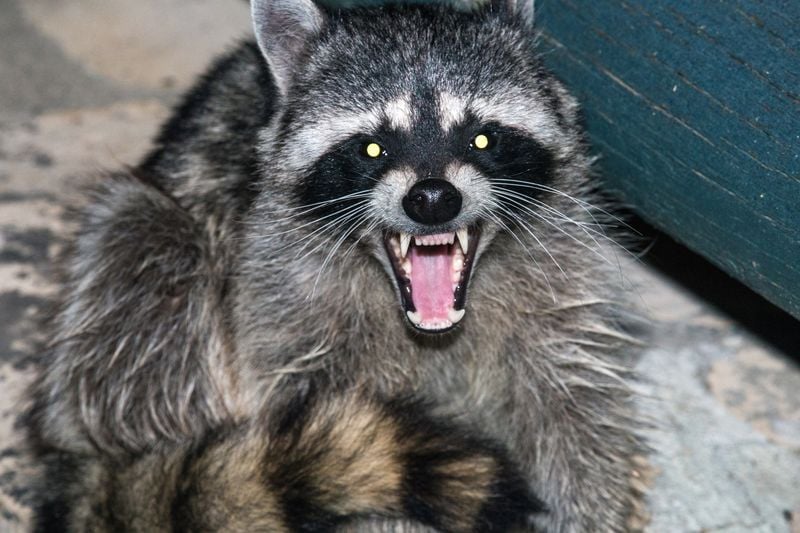 Raccoons