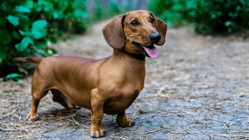Dachshund: Long Bodies With Strong Hunting Instincts