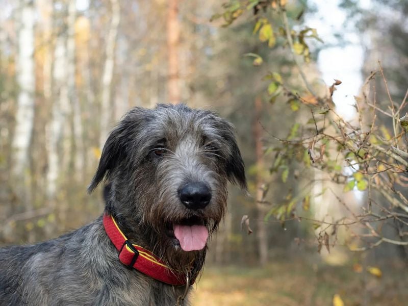 Irish Wolfhound: The Quiet Noble