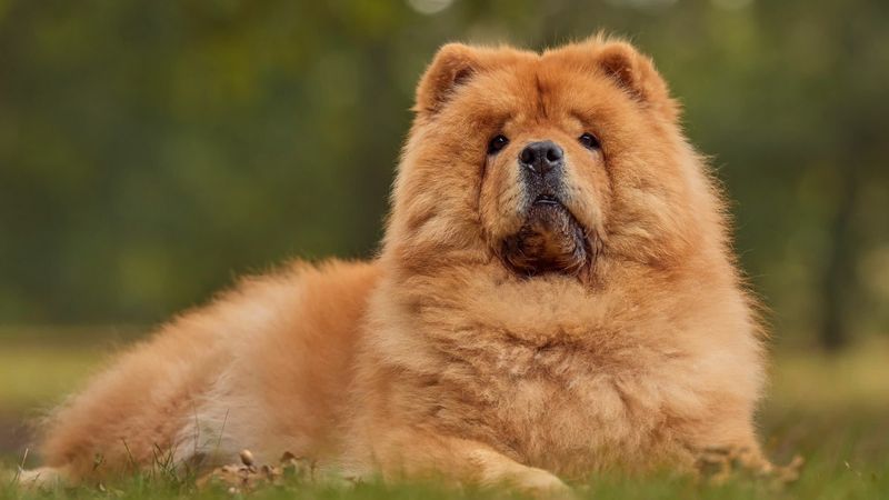 Chow Chow: Majestic But Standoffish