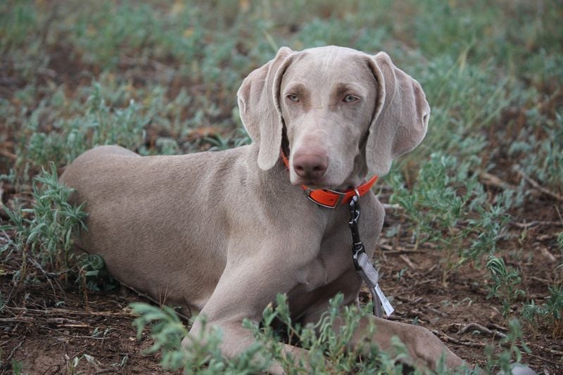 Weimaraner: The Velcro Velociraptor