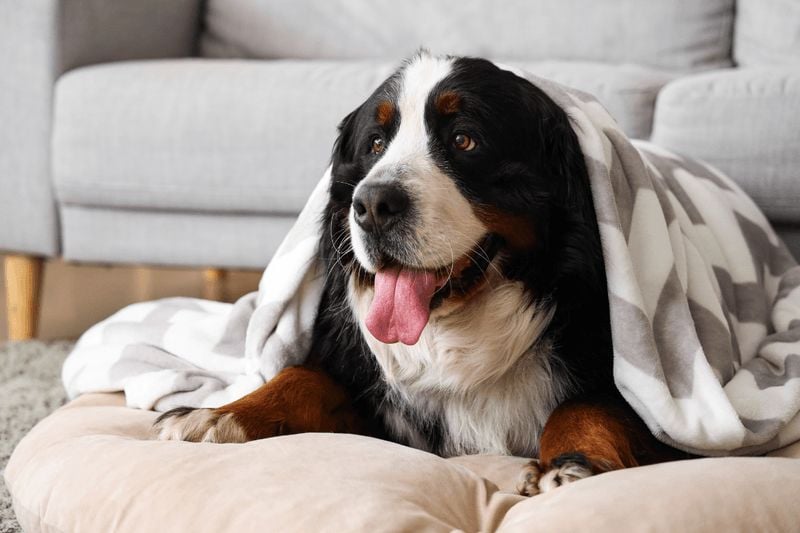 Bernese Mountain Dog: The Mellow Mountain Marvel