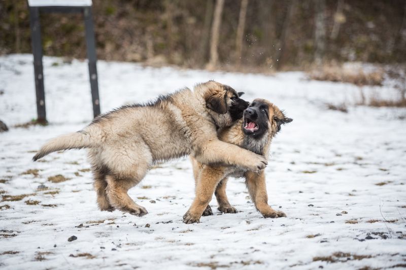 Leonberger