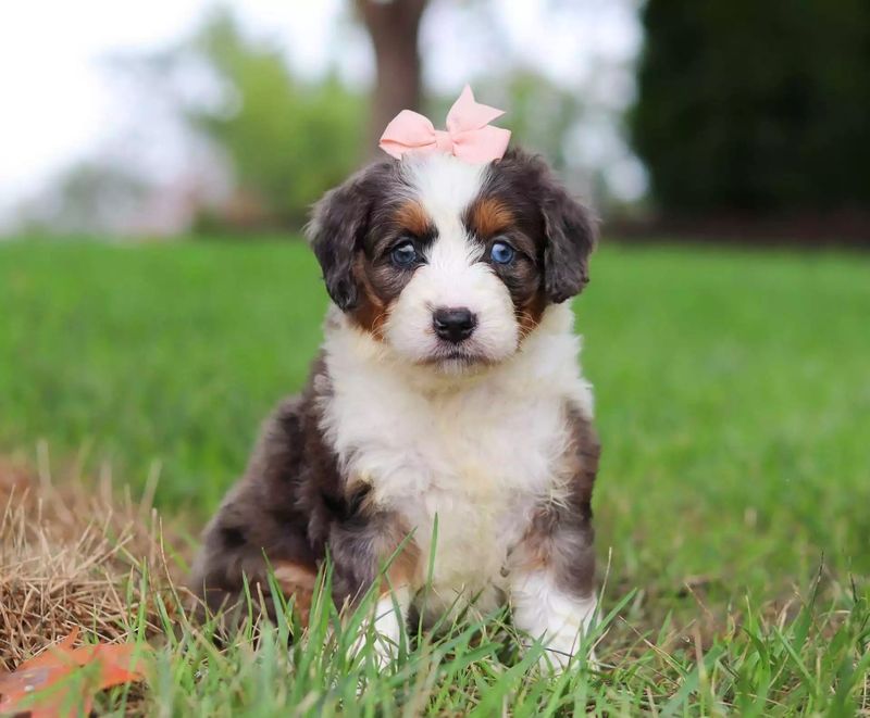 Bernedoodle: The Gentle Giant