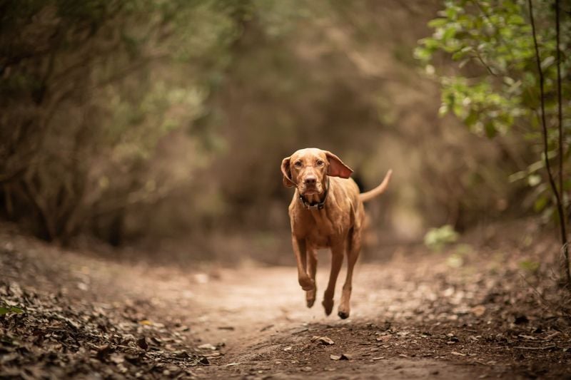 Vizsla