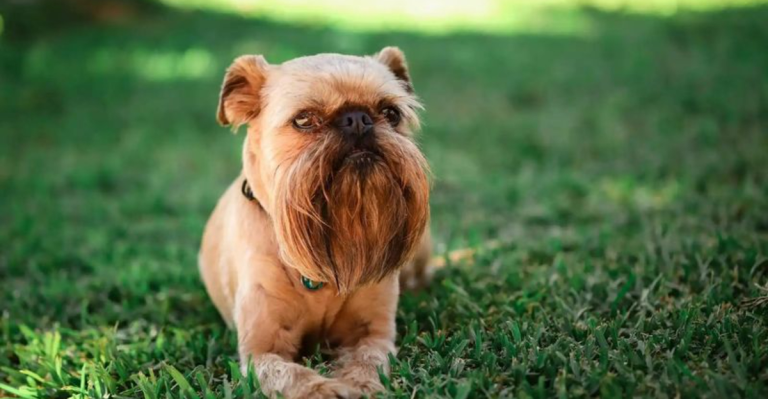 7 Adorable Dog Breeds That Rock Beards and Mustaches Like Pros