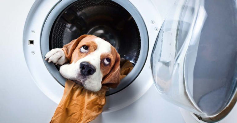 7 Easy Ways to Remove Dog Hair From Your Clothes—For Good