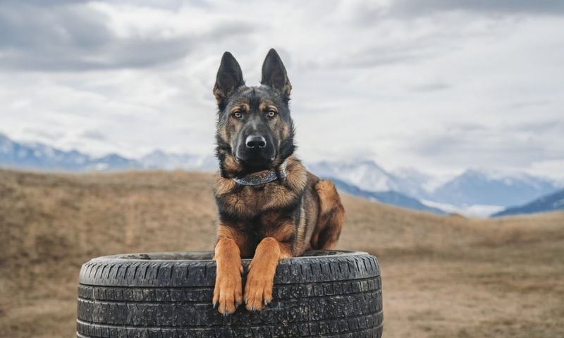 Belgian Malinois