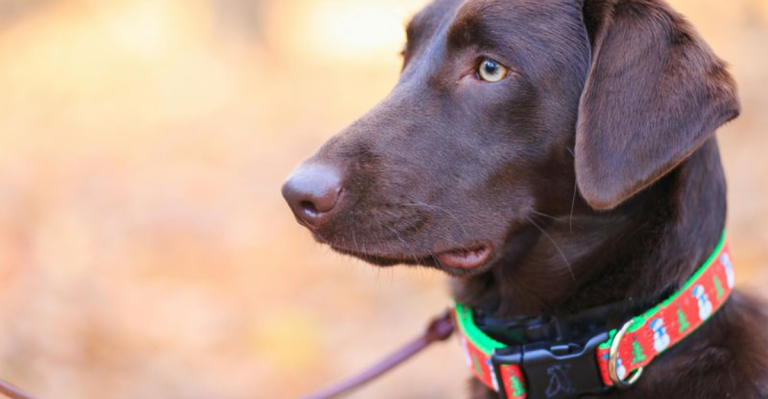 7 Reasons Your Dog Needs a Collar & 5 Potential Risks It Carries