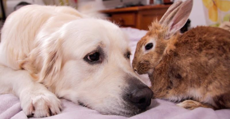 7 Worst & 7 Best Pets to Have If You Already Own a Dog