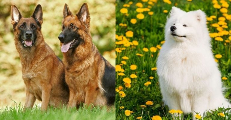 7 Brave Breeds Plus 7 Fluffy Dogs That Are Tougher Than They Look