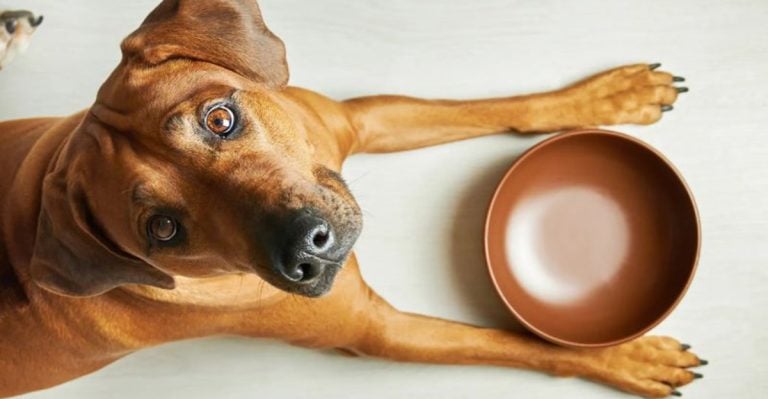 7 Dog Allergies Every Pet Parent Should Know—And How to Treat Them