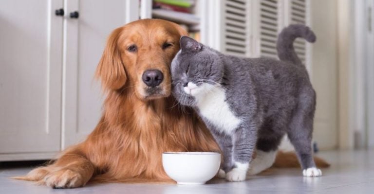 7 Dog Breeds Cats Can Trust—and 7 They Should Definitely Avoid