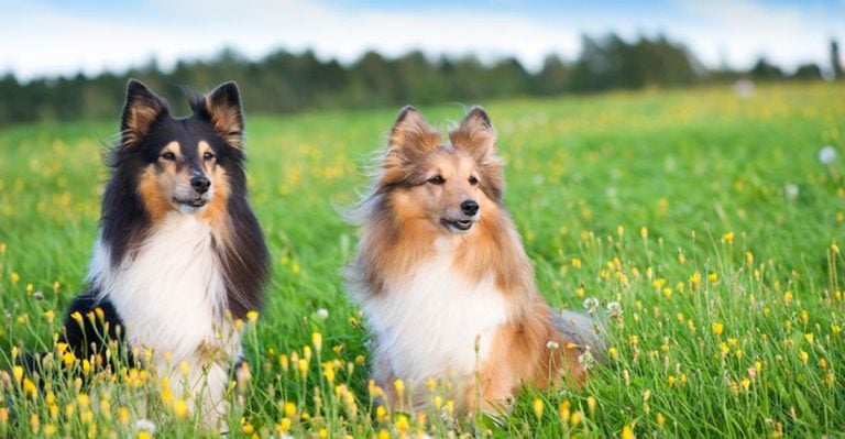 7 Dogs That Stick By Your Side—And 7 That Do Their Own Thing