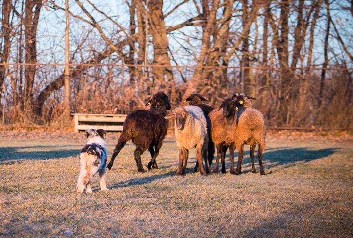 Require Daily Exercise And Herding Play
