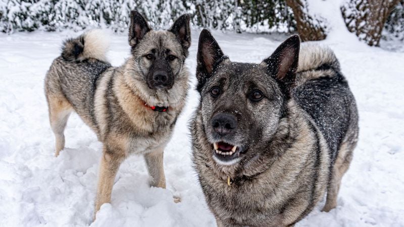 Norwegian Elkhound