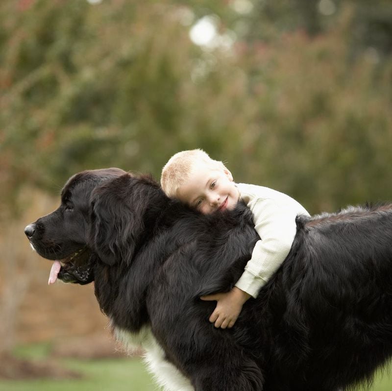Newfoundland: The Heroic Nanny Dog