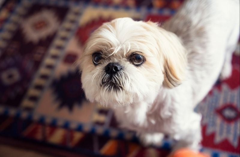 Shih Tzu