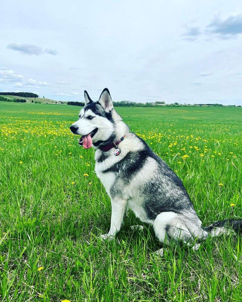 Siberian Husky
