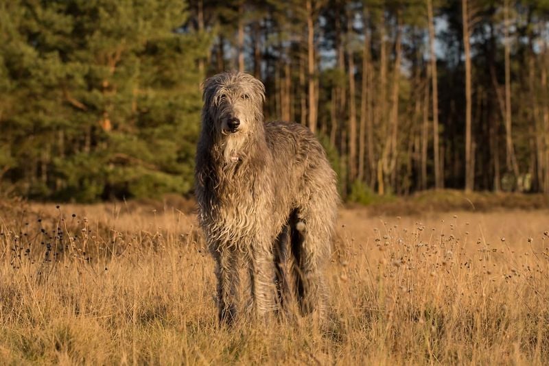 Scottish Deerhound: Elegant Hunters with Fleeting Lives