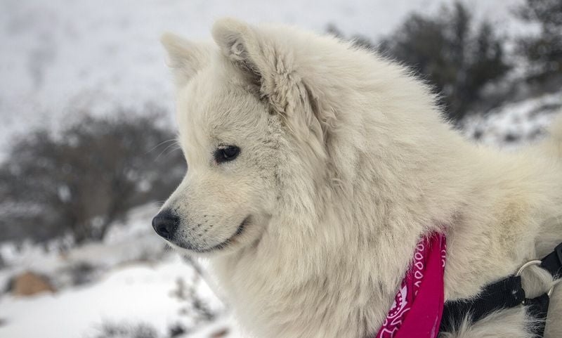 American Eskimo Dog
