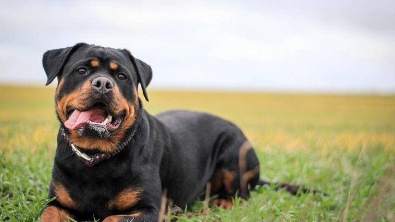 Rottweiler: Loyal Protectors with Abbreviated Lives