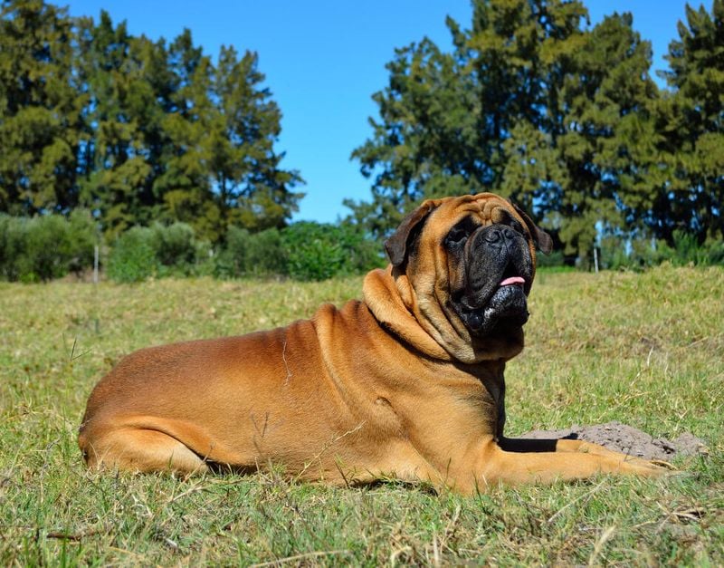 Bullmastiff: The Gentle Giant