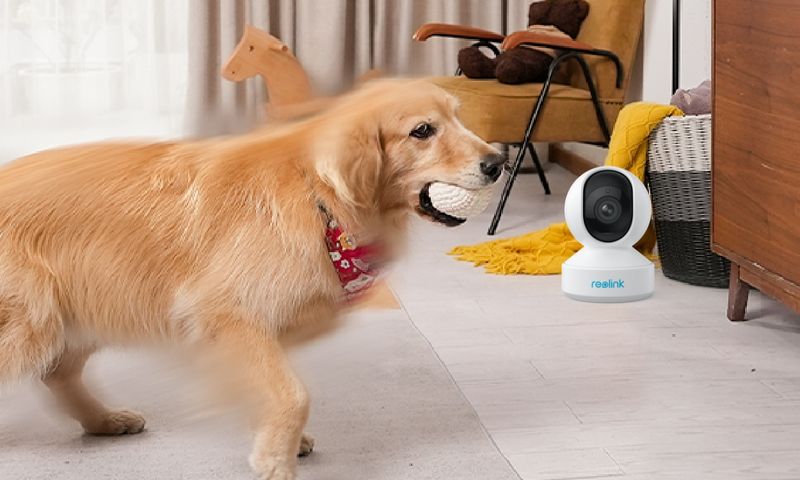 Puppy Cam for Peace of Mind