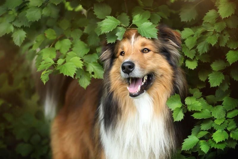 Rough Collie