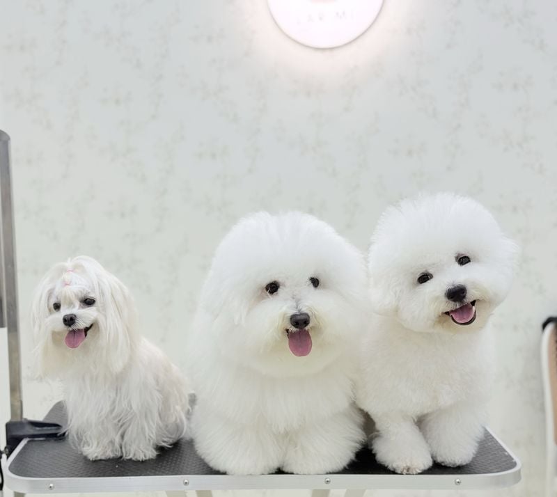 Bichon Frises: Fluffy Duet