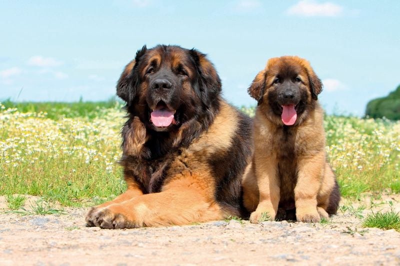 Mastiff: Ancient Guardians With Modern Housing Problems