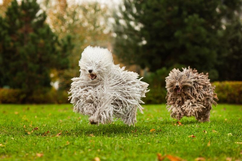 Puli