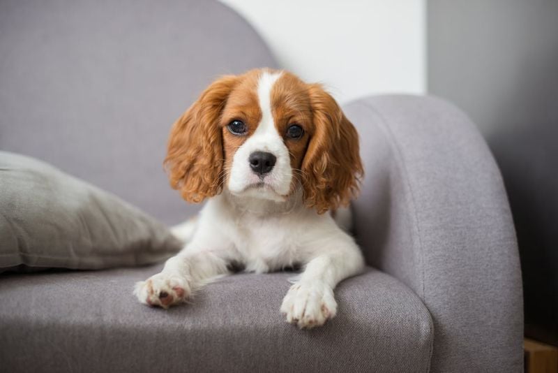 Cavalier King Charles Spaniel: Those Soulful Eyes Will Haunt You