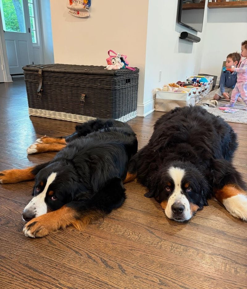 Bernese Mountain Dog: The Gentle Giant