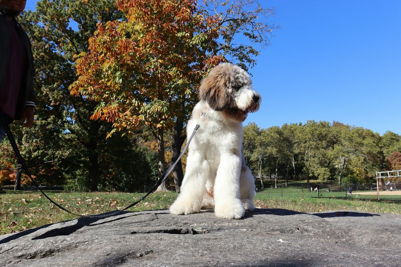 Saint Berdoodle: The Gentle-But-Demanding Giant