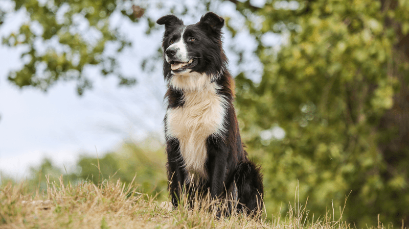 Border Collie