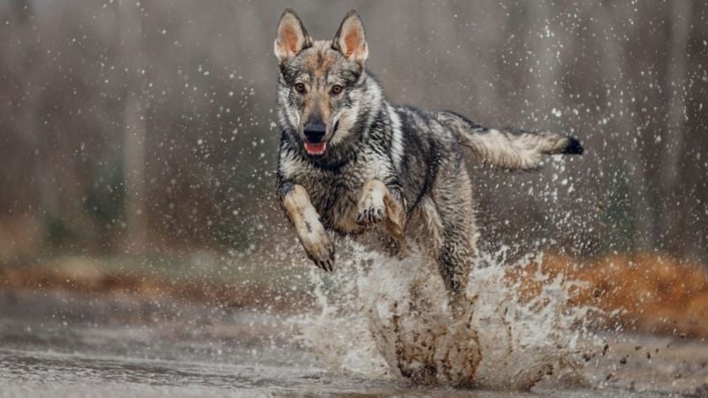 Czechoslovakian Wolfdog