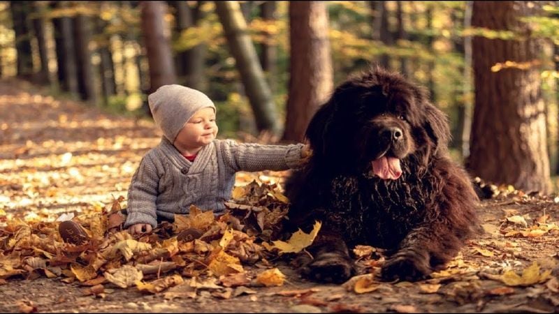 Newfoundland