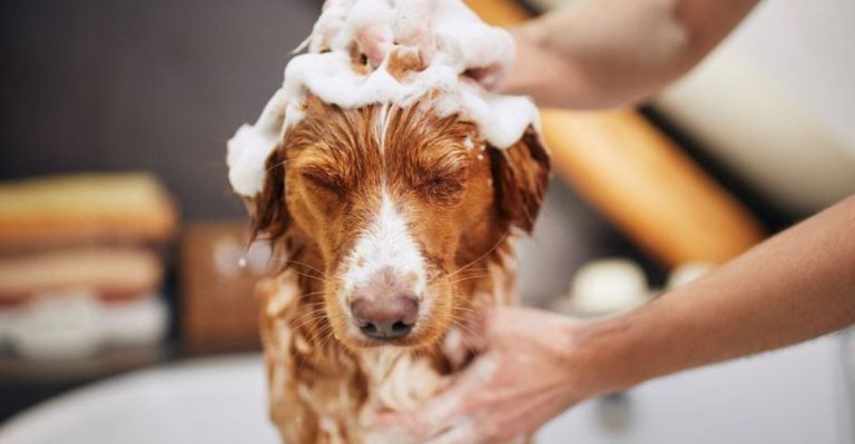 8 Genius Ways to Banish Dog Smell from Your Home for Good