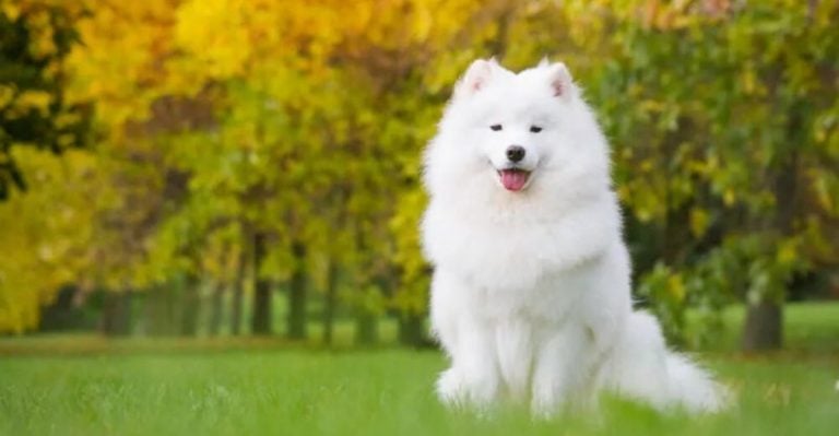 8 Mid-Sized Dogs People Instantly Adore—And 6 That Require the Right Match